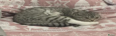 Scottish Fold 1