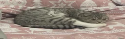Scottish Fold cats for sale: Scottish fold silver/white male  - Advert 4