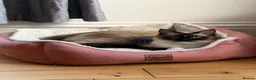 Ragdoll cats for sale: Two Beautiful Ragdoll Cats – Toby & Cleo - Advert 3