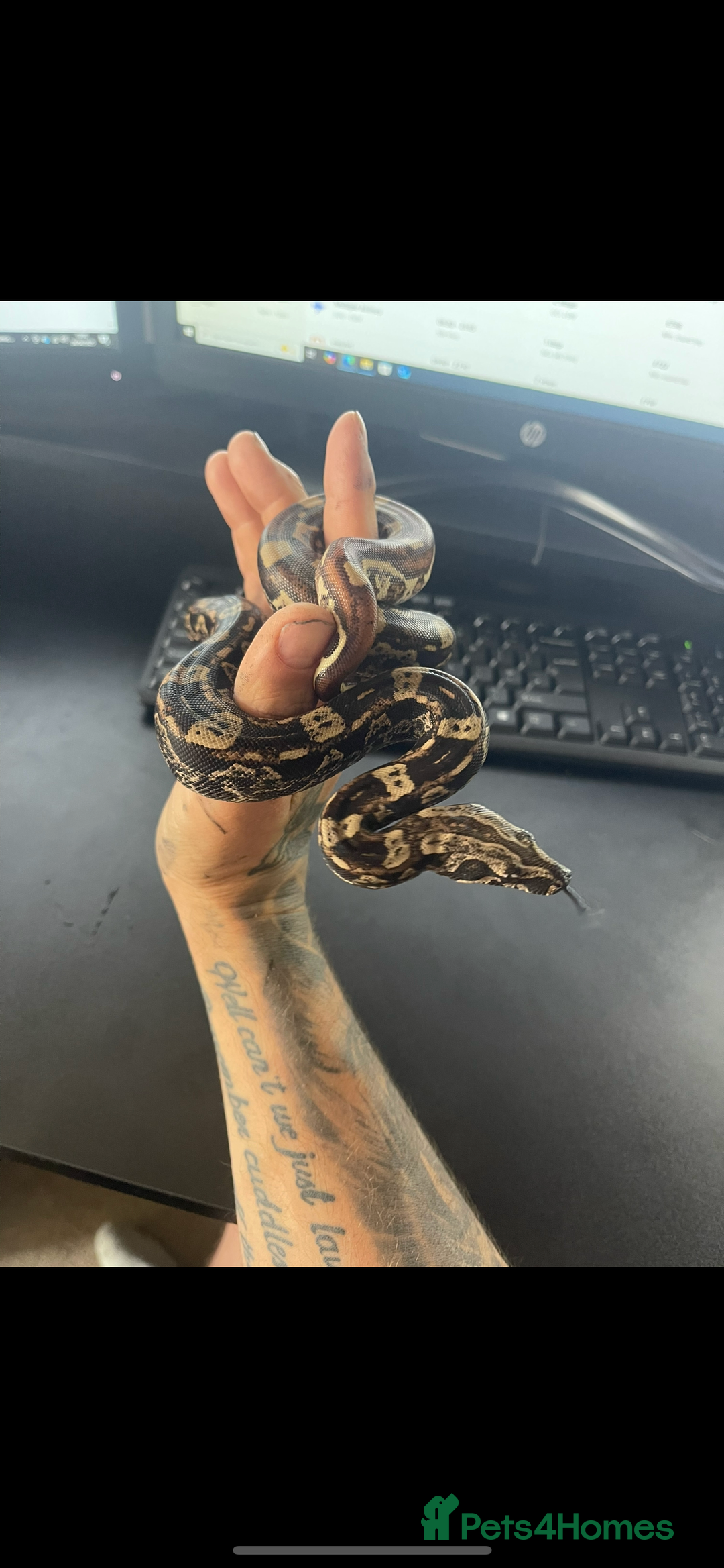 Boa Snake reptiles for sale: Female boa - Hytec IMG 100% het Anery - Image 5