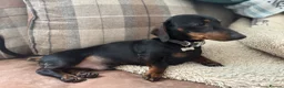 Miniature Dachshund dogs for stud: *STUD* champion lines Black & Tan mini dachshund  - Advert 19