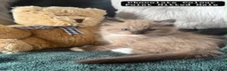 Ragdoll cats for sale: Ragdoll kittens - Advert 21