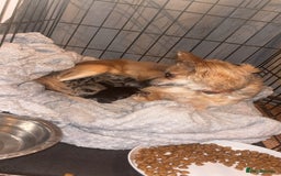 Chihuahua dogs for sale: 3 beautiful chihuahuas  - Image 9