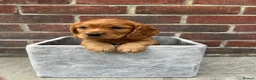 Sprocker dogs for sale: Working Sprocker Puppies - Advert 6