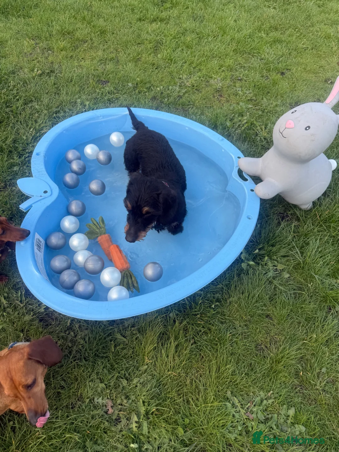 Dachshund dogs for sale: Standard wire dachshund  - Advert 1