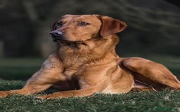 Labrador Retriever dogs for sale: Labrador Retriever – KC Registered - Image 5