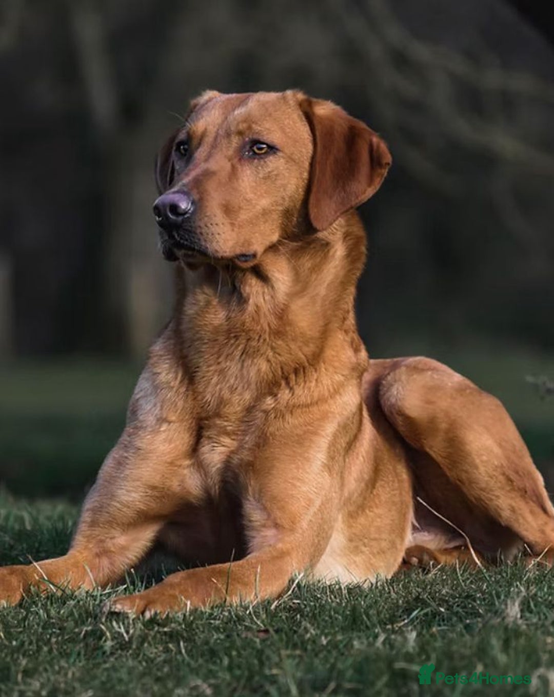 Labrador Retriever dogs for sale: Labrador Retriever – KC Registered - Image 5