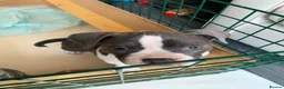 American Bully dogs for sale: Pocket Bully bitches available !  - Advert 12