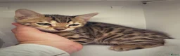 Bengal cats for sale: Stunning Purebred Bengal Kittens in Norwich - Advert 3
