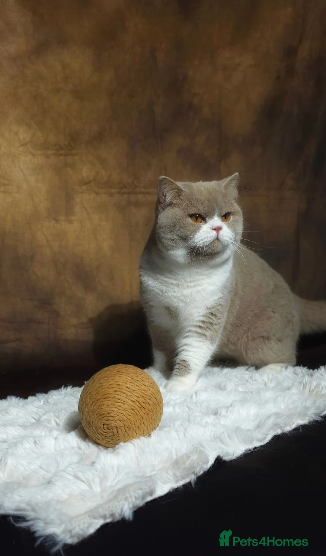 British Shorthair cats for stud: Fawn bi Stud -Limited queens .GCCF/TICA  - Advert 2
