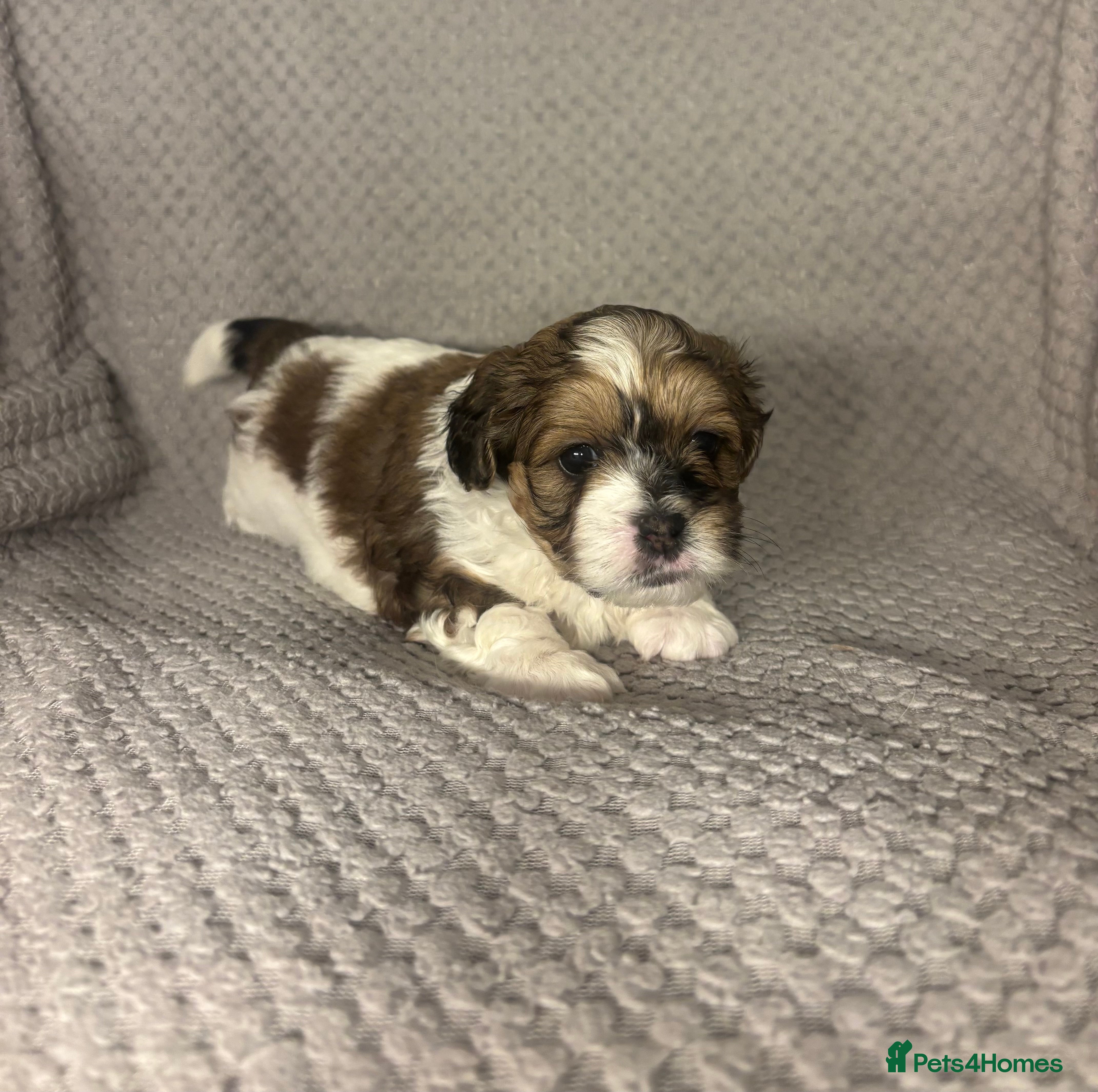 Maltipoo dogs MALTIPOO PUPPIES - Advert 1