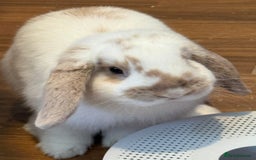 Mini Lop rabbits for sale: Mini lop male  - Image 1