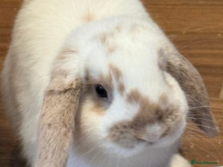 Mini Lop rabbits for sale - Advert 1