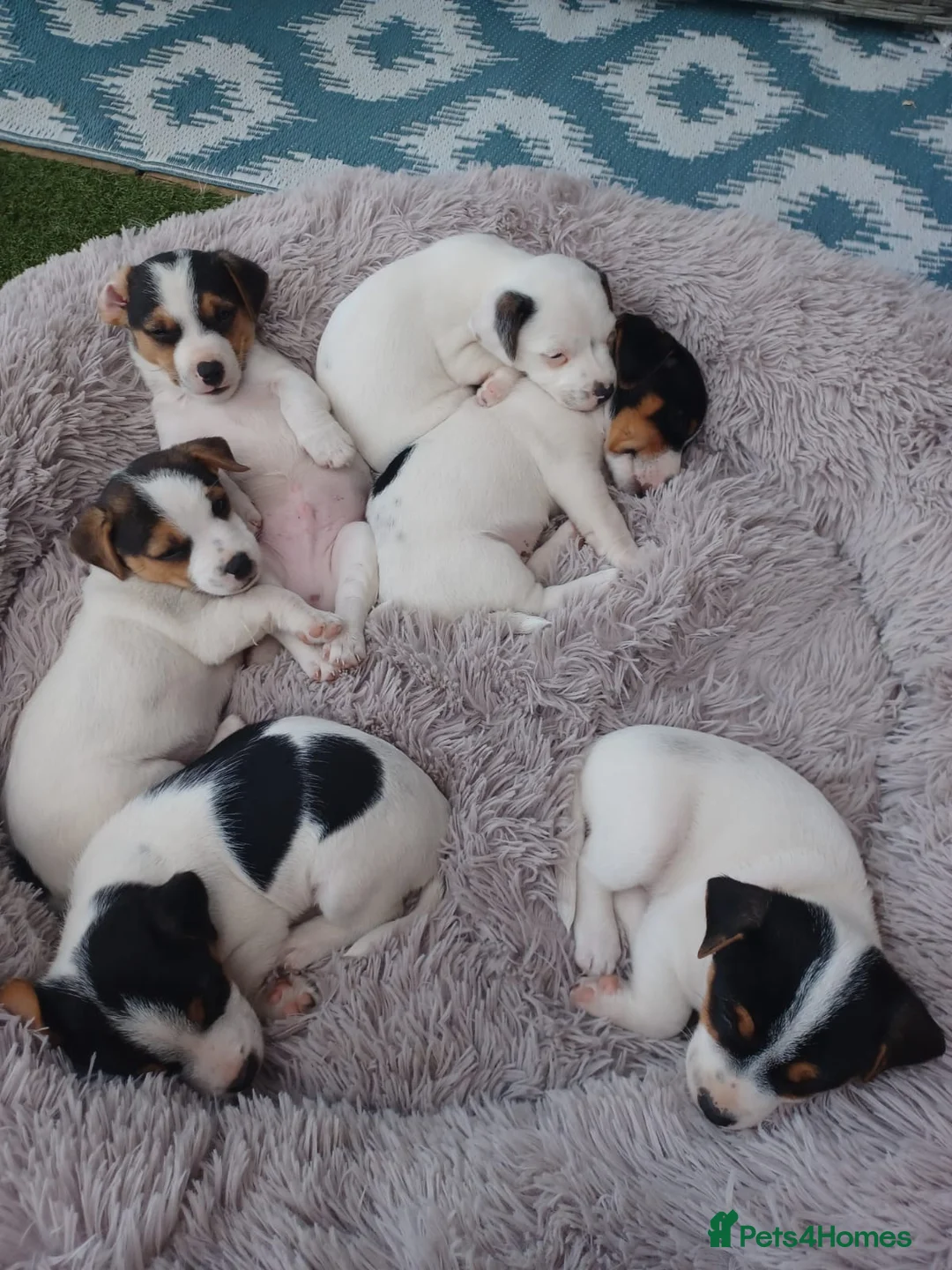 Jack Russell dogs for stud: Proven Short leg mini Jack Russell for stud in Gloucester - Advert 6