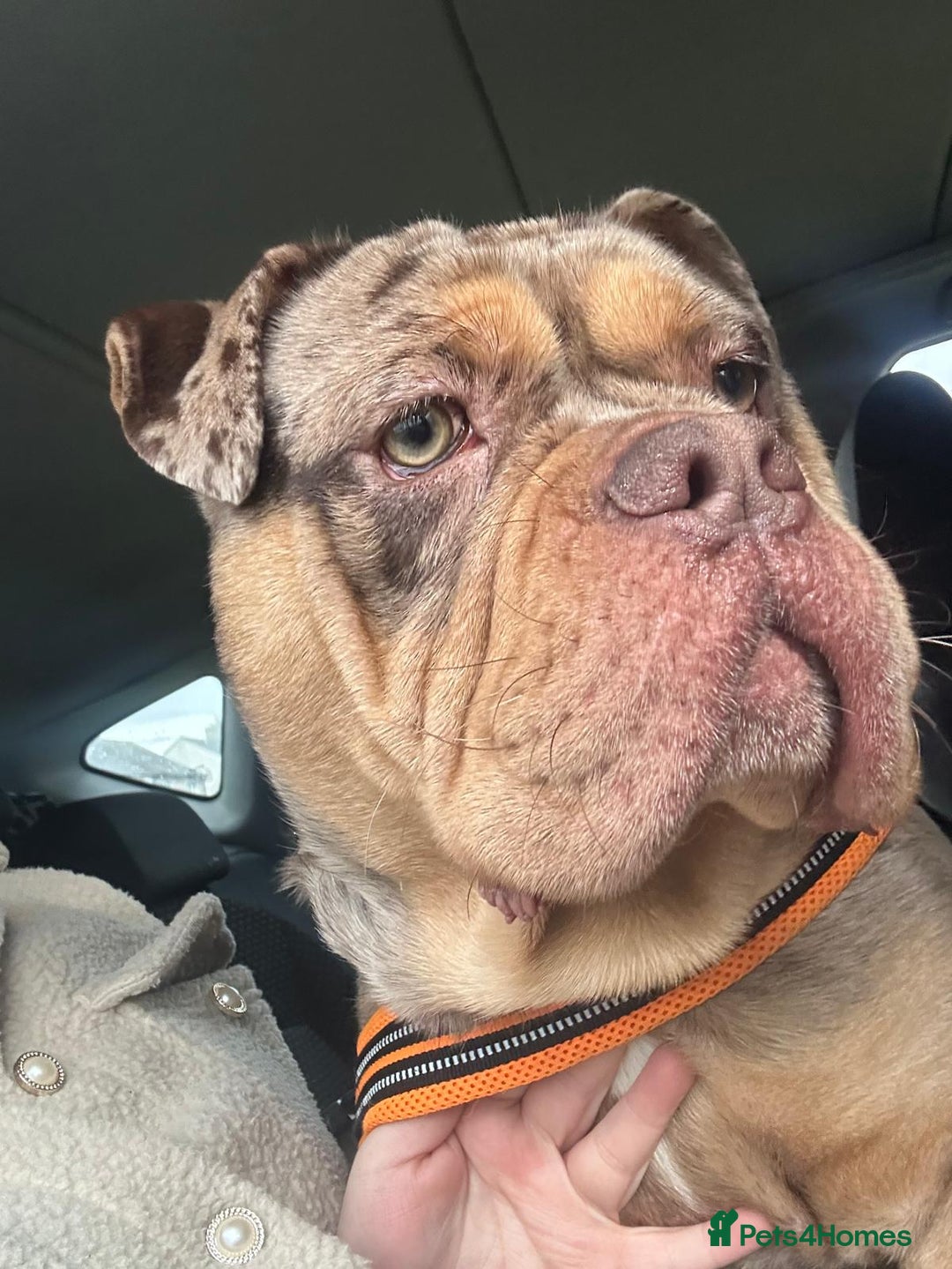 Olde English Bulldogge dogs for stud: Olde english bulldogge  - Advert 4