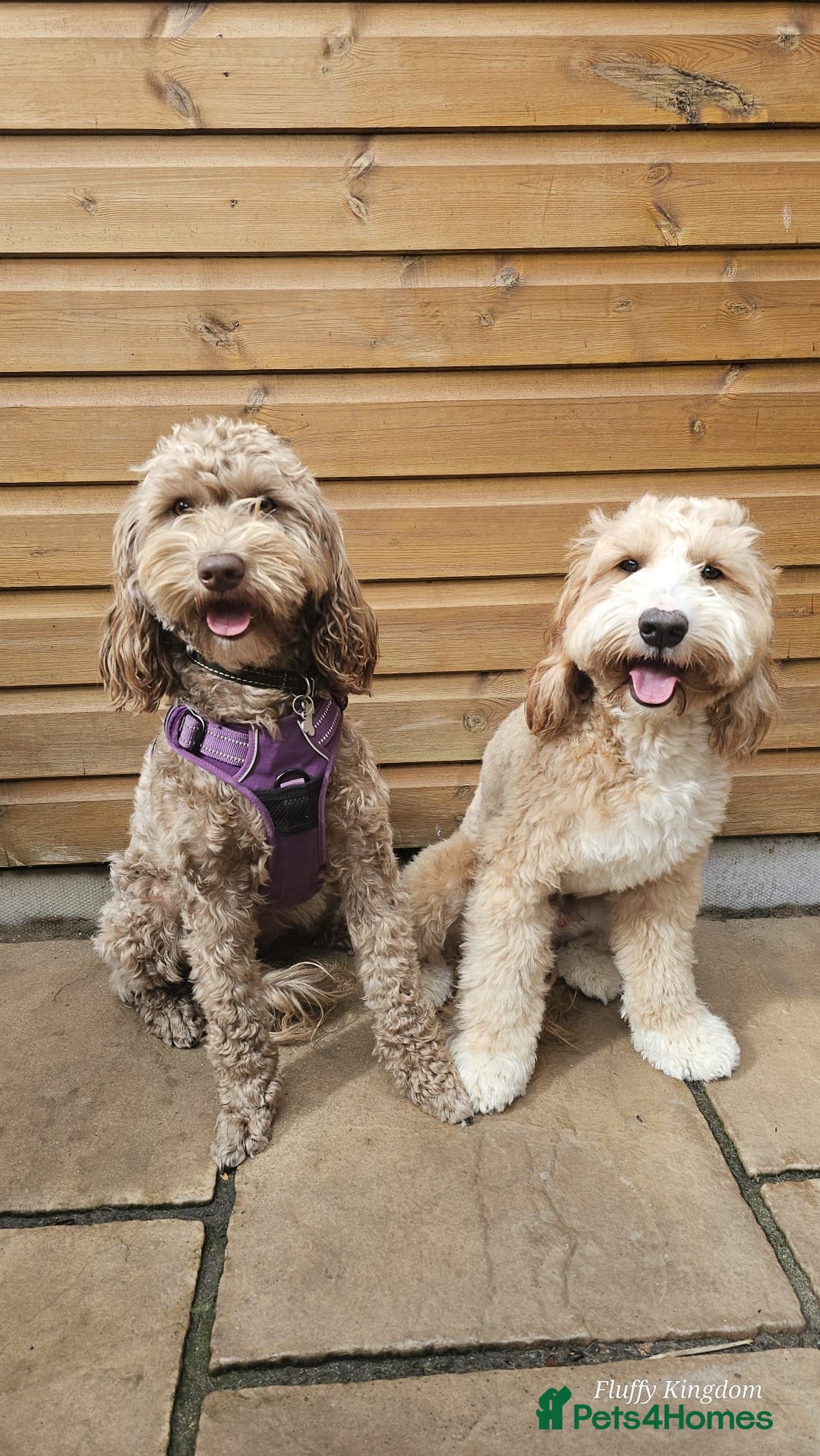 Australian Labradoodle dogs for sale: Healthy tested true Australian Labradoodle pups - Image 6