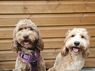 Australian Labradoodle dogs Healthy tested true Australian Labradoodle pups - Advert 14