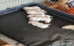 Miniature Schnauzer dogs for sale: Adorable white schnauzer puppies- ready soon! - Image 4