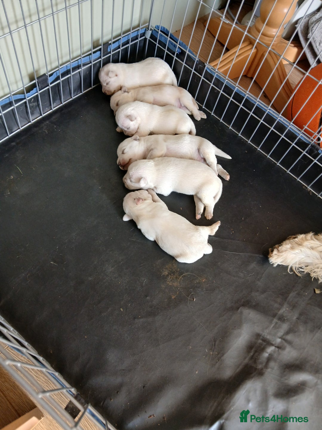 Miniature Schnauzer dogs for sale: Adorable white schnauzer puppies- ready soon! - Image 4