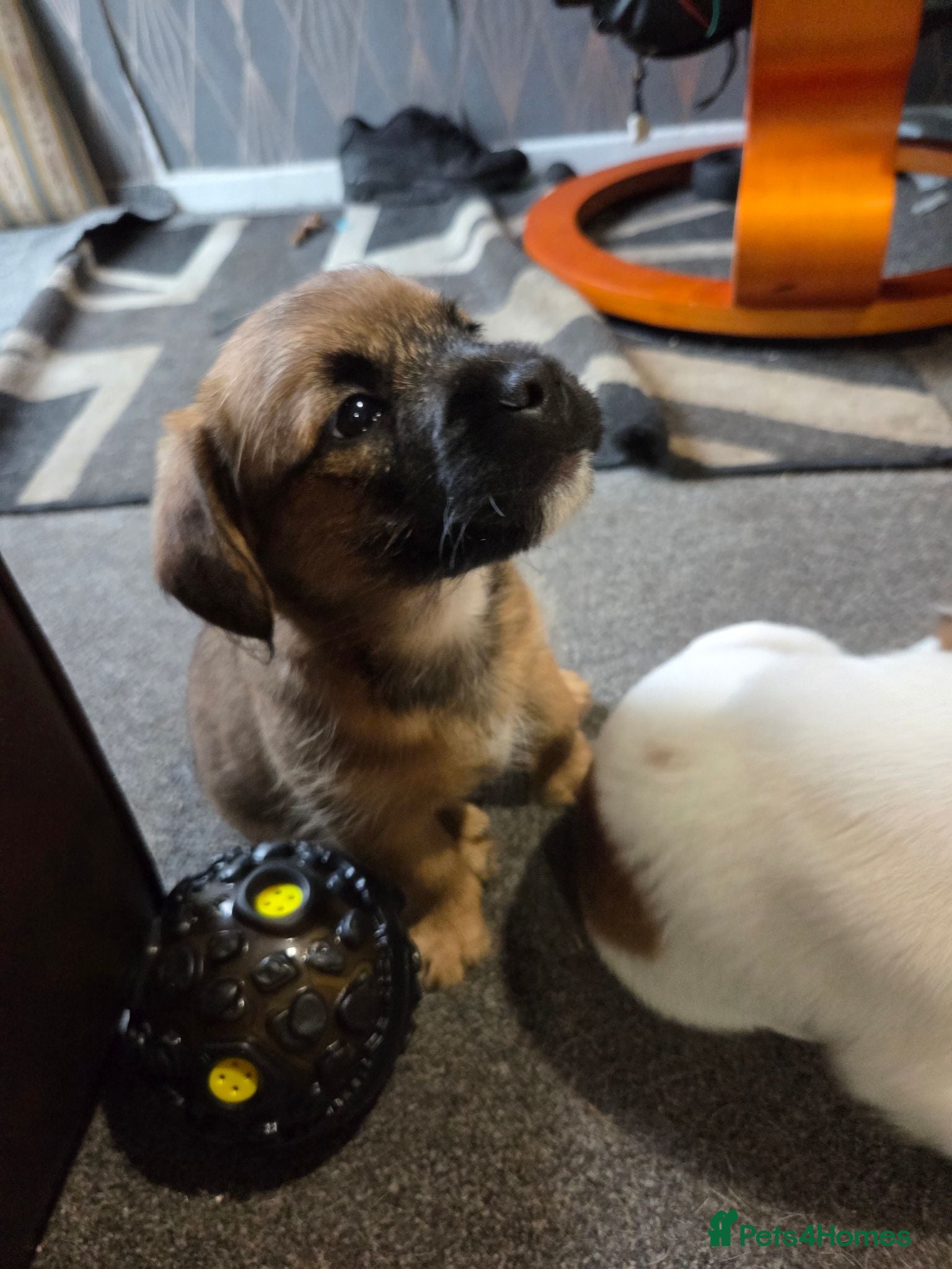 Mixed Breed dogs Jack Russell X Frenchie X Miniature Pinscher pups - Advert 6