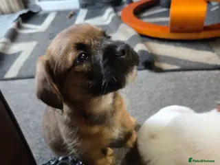 Mixed Breed dogs Jack Russell X Frenchie X Miniature Pinscher pups - Advert 6