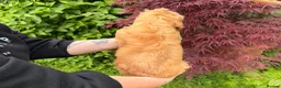 Cockapoo dogs for sale: 3 GIRLS LEFT ,VET CHECKED & READY FOR NEW HOMES 🩷 - Advert 21