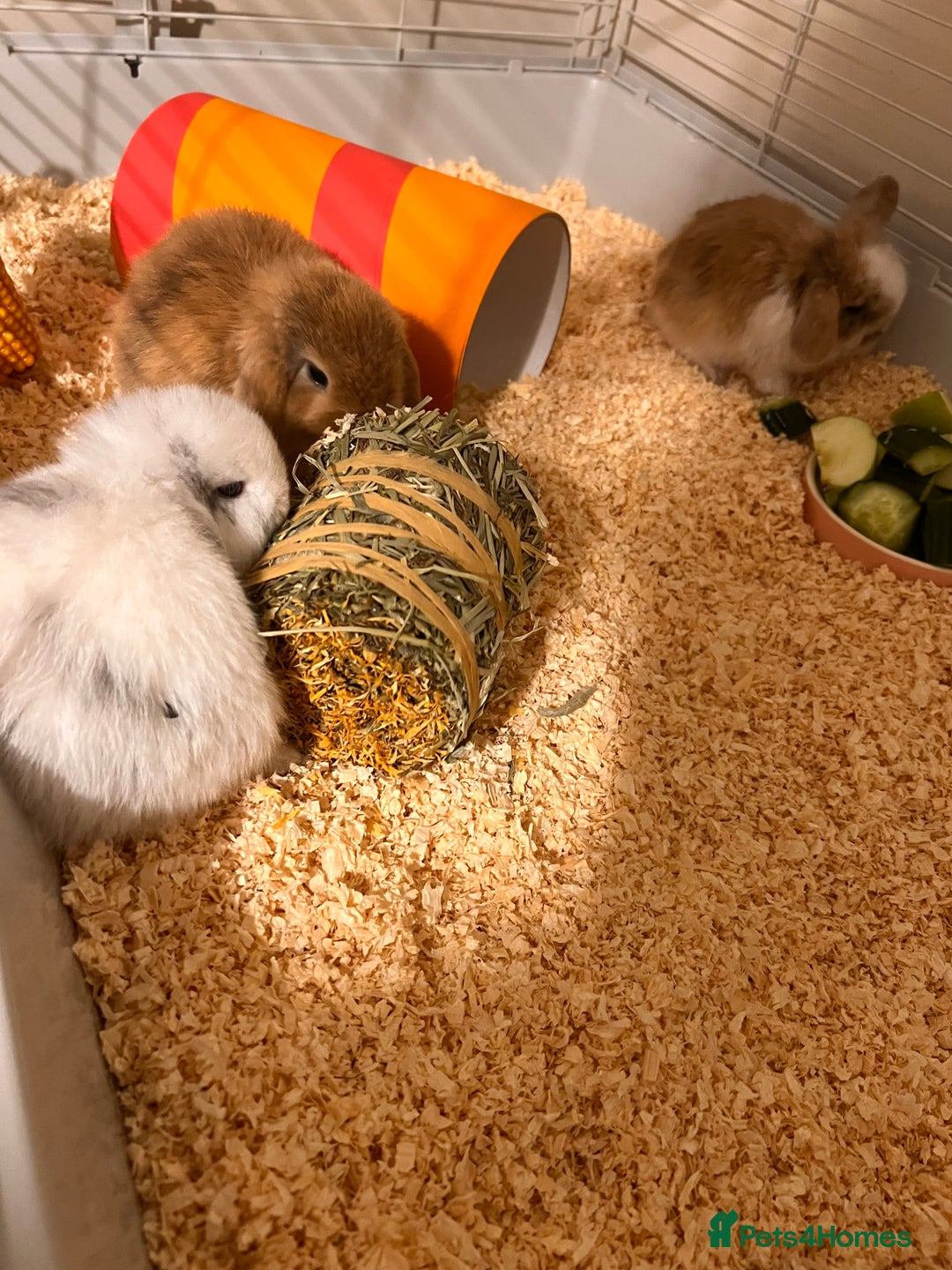 Mini Lop rabbits for sale: Mini lops for sale! Ready 5th January  - Advert 3