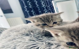 British Shorthair cats for sale: 🌟 Adorable Kittens 🌟 - Image 7