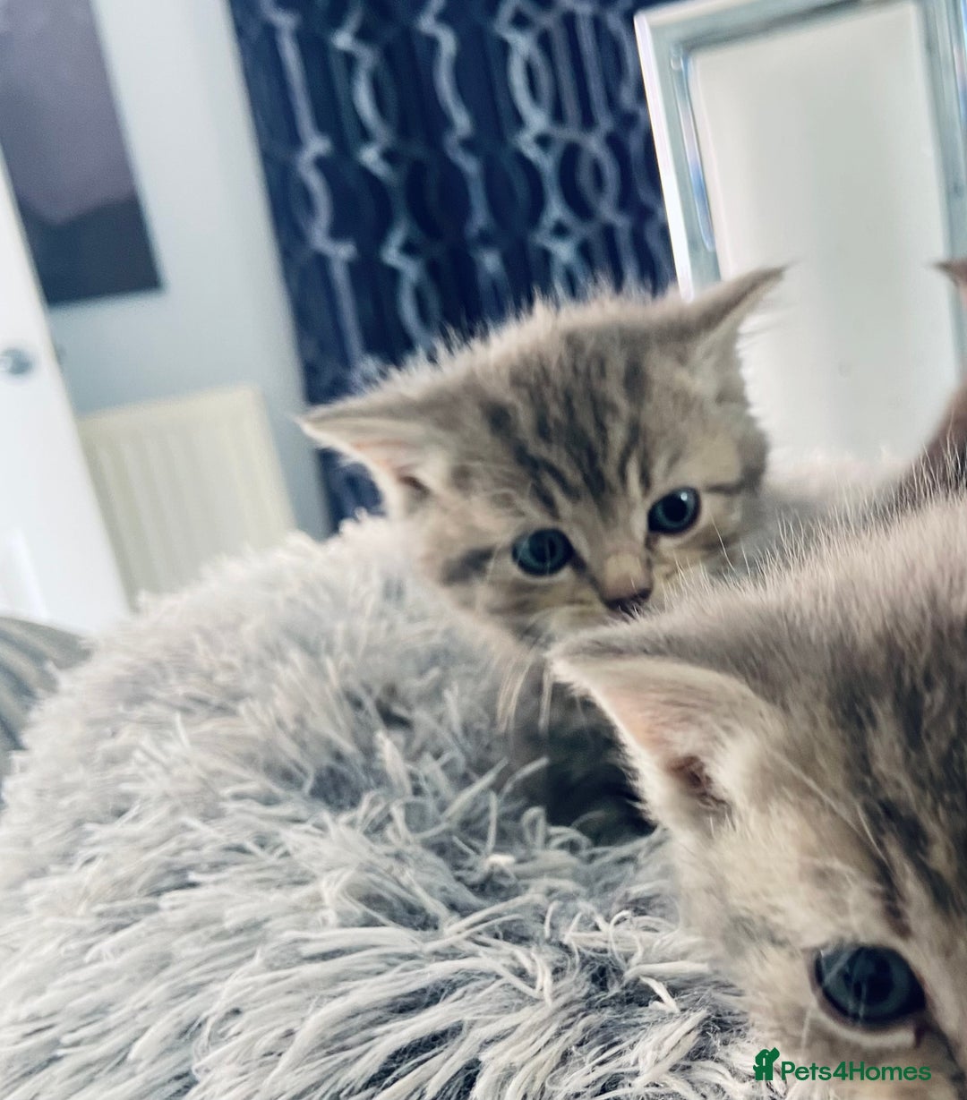 British Shorthair cats for sale: 🌟 Adorable Kittens 🌟 - Image 7