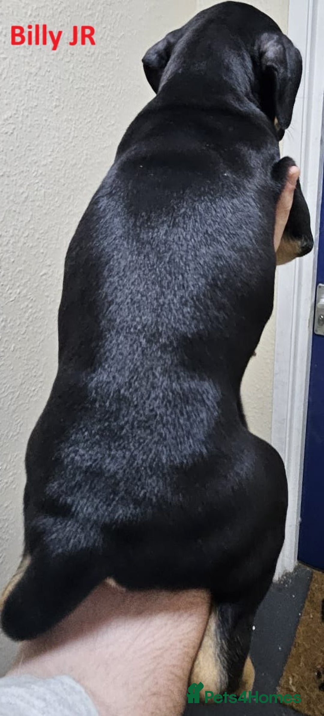 Mixed Breed dogs for sale: Confident & Well-Socialised Presa x Staffy Pups - Image 10