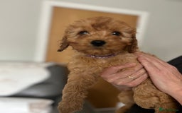 Cavapoo dogs for sale: Cavapoos  - Image 9