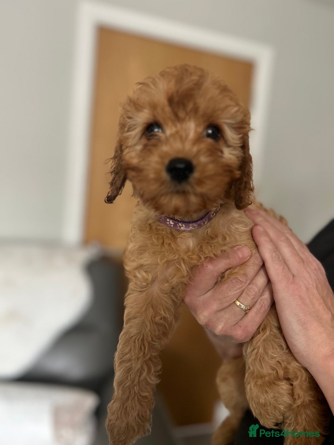 Cavapoo dogs for sale: Cavapoos  - Image 9