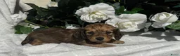 Miniature Dachshund dogs for sale: STUNNING KC LONG HAIRED MINIATURE DACHSHUND PUPS💕 - Advert 7