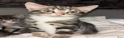 Mixed Breed cats for sale: 4 beautiful kittens ready to go now - Advert 8