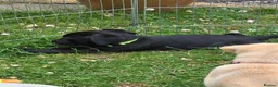 Labrador Retriever dogs for sale: Two beautiful labrador pups available  in York - Advert 9