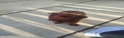 Griffon Bruxellois dogs for sale: Chocolate male - Advert 28