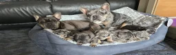 French Bulldog dogs for sale: 🔥 Stunning French Bulldog Puppies 🔥 - Advert 14