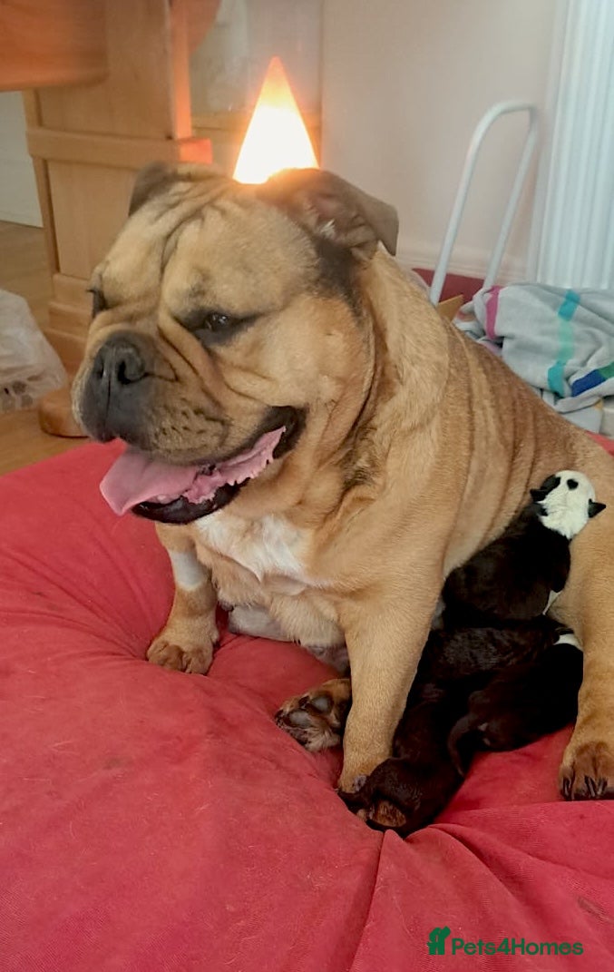 Mixed Breed dogs for sale: 2 yr old female Bulldog/Old English Sheepdog Mix - Advert 13
