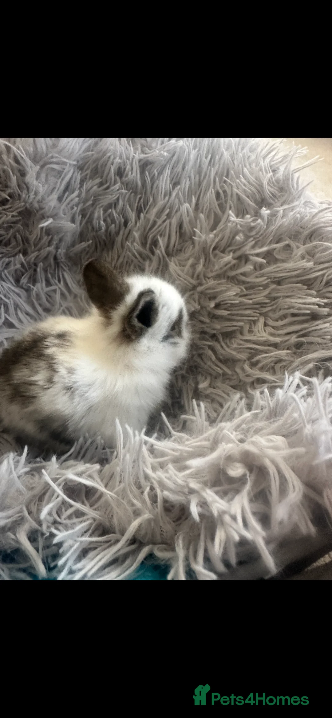 Lionhead rabbits for sale: Adorable Lionhead rabbits looking for Loving Homes in Bedford - Advert 6