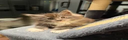 Maine Coon cats for sale: Main coon kittens  - Advert 7