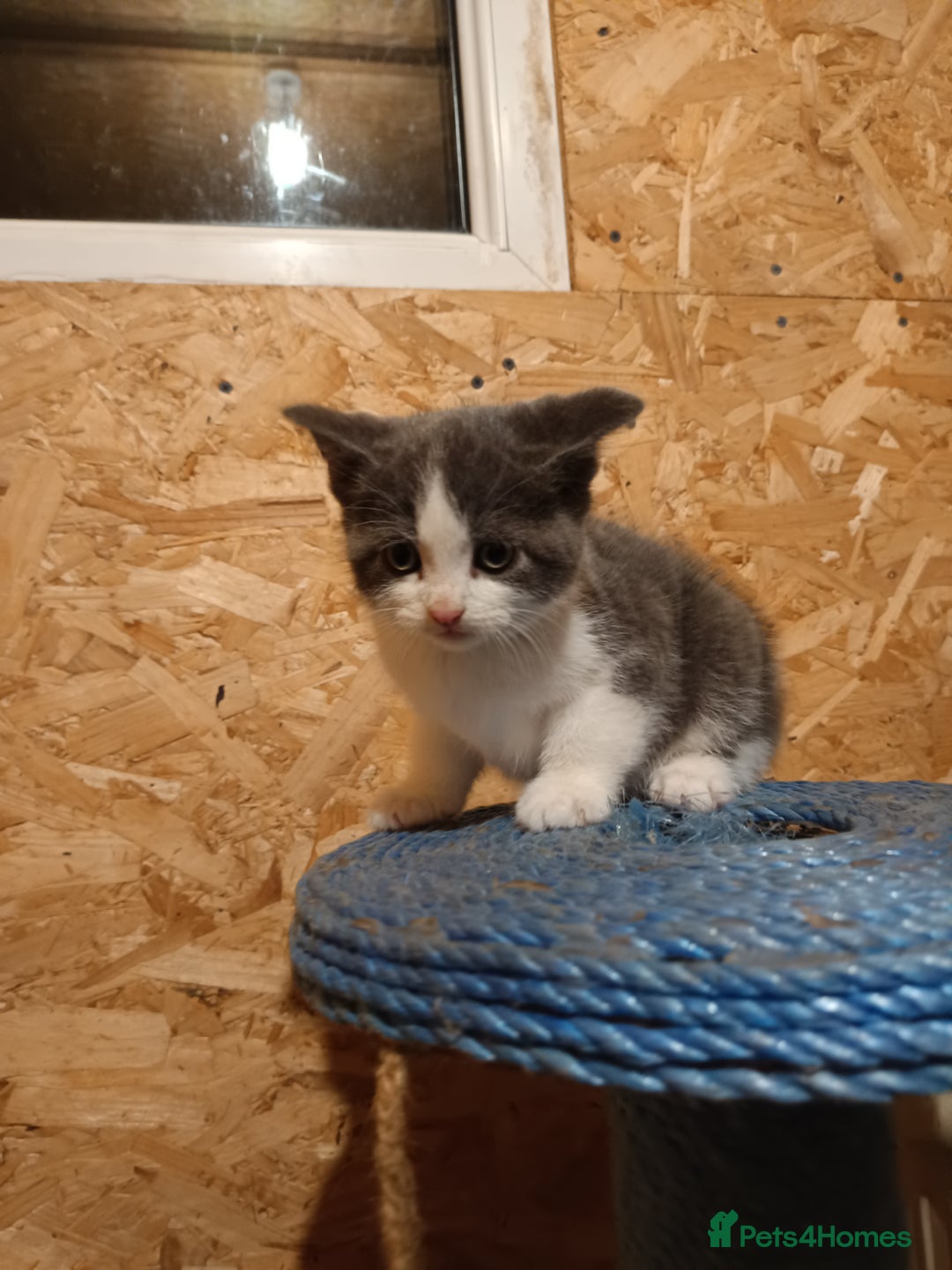 Mixed Breed cats for sale: Cats ready to find a new owner. - Advert 5