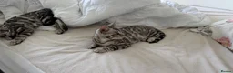 Bengal cats for sale: BENGAL 🔥 KITTENS TICA REGISTERED  - Advert 6