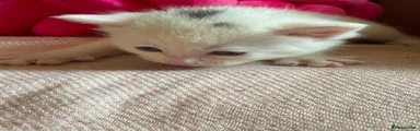Mixed Breed 2 - princess - white with dark marking - girl 