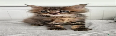 Maine Coon Kitten 2