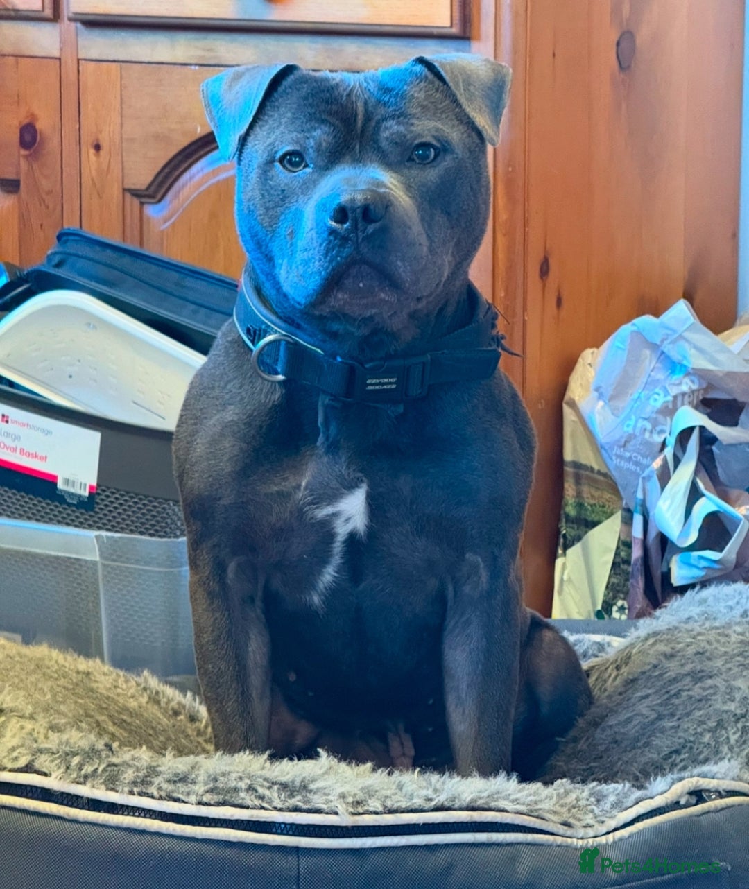 Staffordshire Bull Terrier dogs for sale: Adorable KC Reg/Health Tested SBT Puppies - Image 27