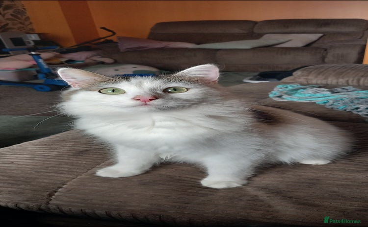 Mixed Breed cats - Advert 1
