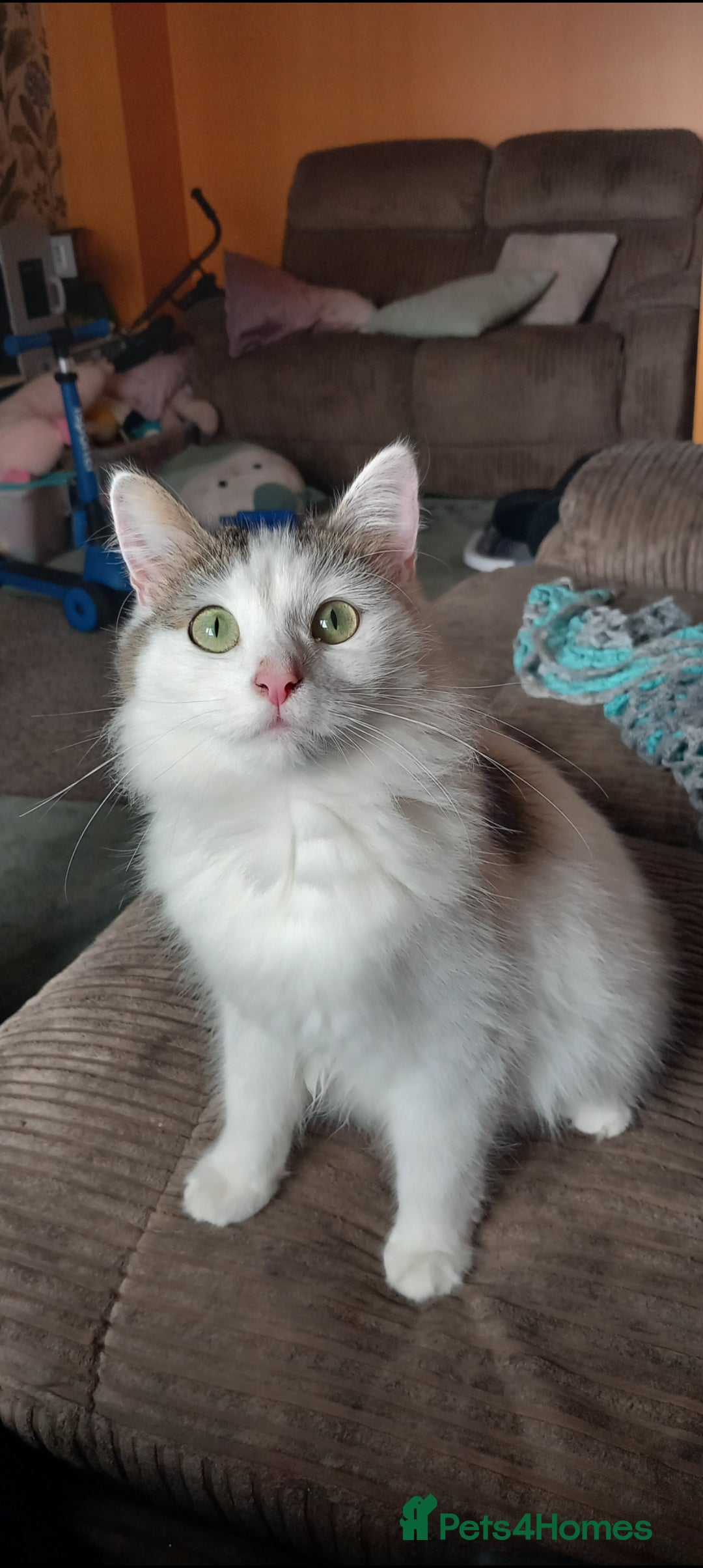 Mixed Breed cats for sale: 3 beautiful cats for sale. Individually priced - Image 1