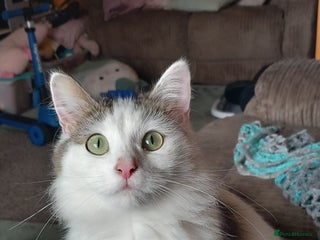 Mixed Breed cats - Advert 14