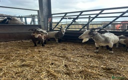 Goats livestock for sale: 3 Pygmy Nannies Available  - Image 2