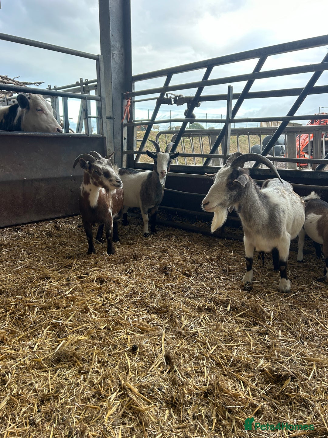 Goats livestock for sale: 3 Pygmy Nannies Available  - Image 2